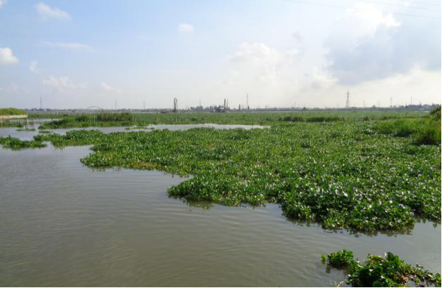 �����ʹ���(463cc) - �ٷ���վ